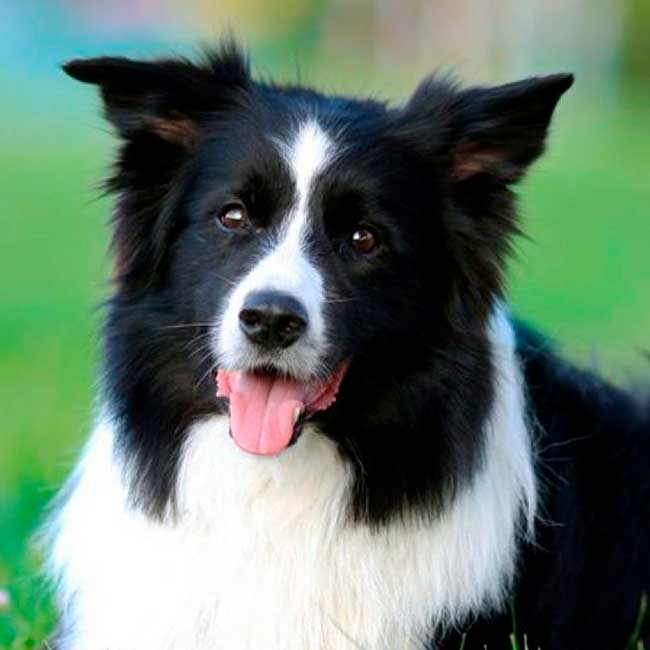 Border Collie