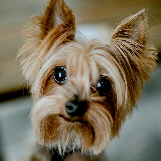 Yorkshire Terrier