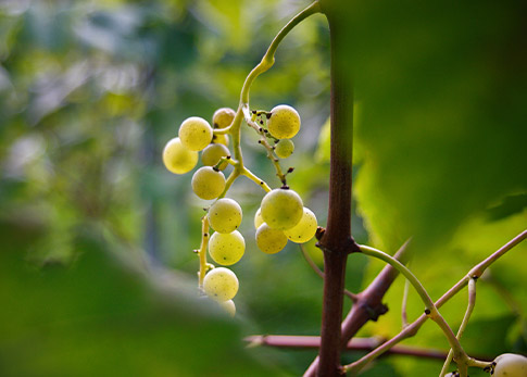 Aiaraldea Rutas de txakoli